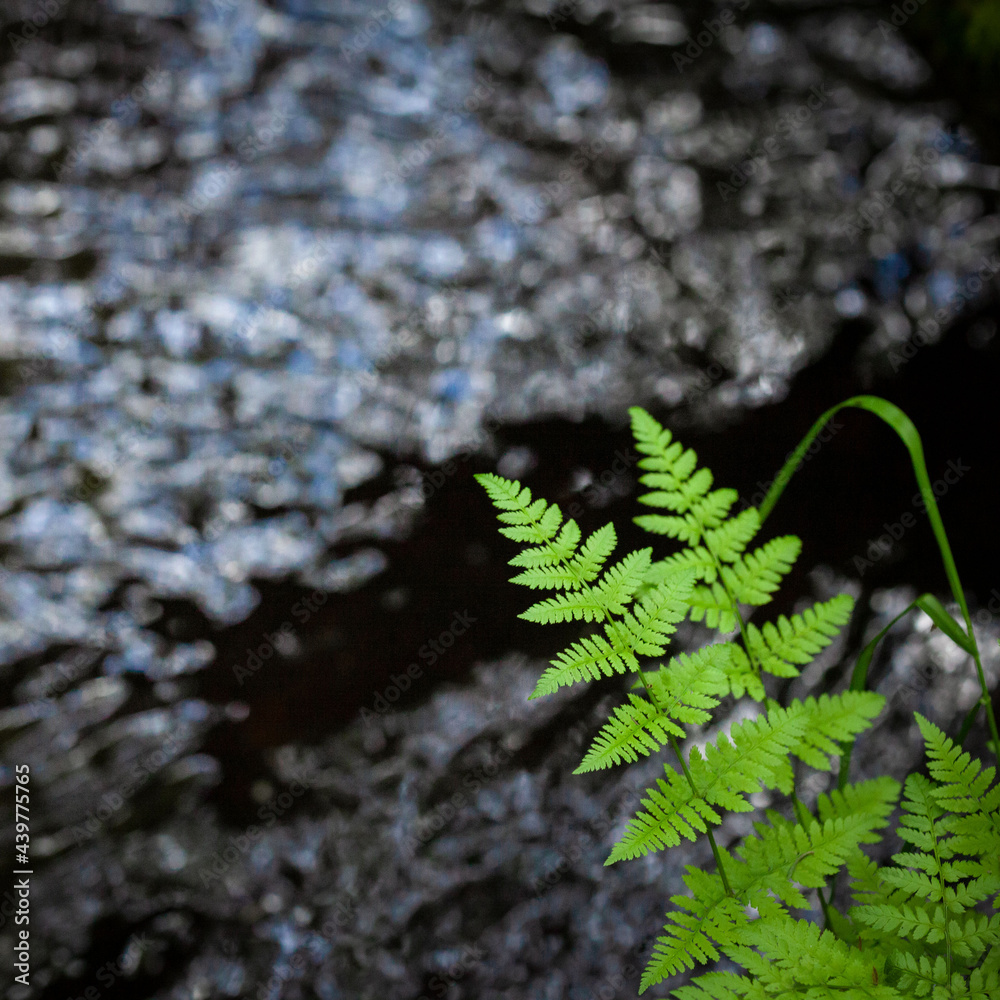 Fern with water in the background