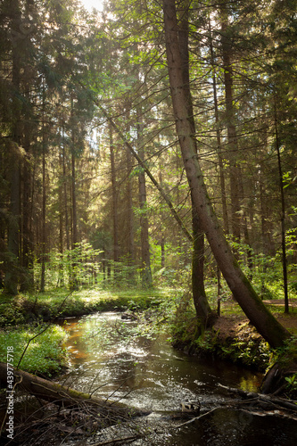 Obraz na płótnie A creek in the forest w salonie