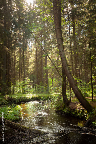 A creek in the forest