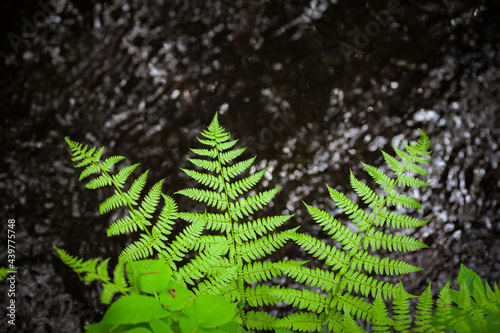 Fern with water in the background