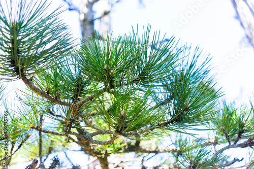 Needles of pine in Ai-Petri mountain. 