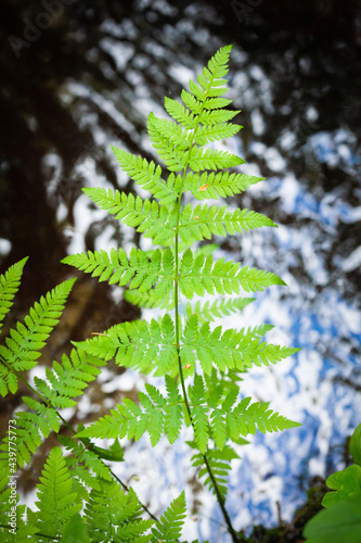 Obraz na płótnie Fern with water in the background w salonie