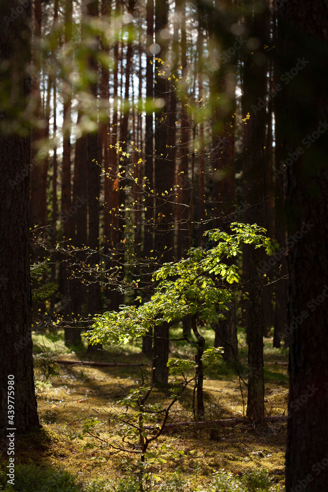 Sunlight illuminating small trees in the forest