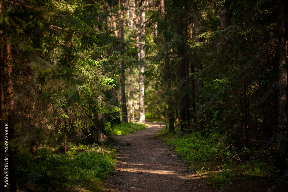 Naklejka premium Forest path