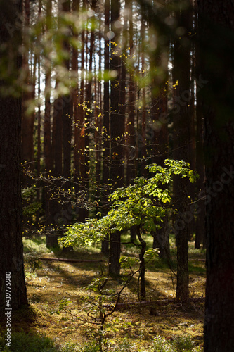 Obraz na płótnie Sunlight illuminating small trees in the forest w salonie