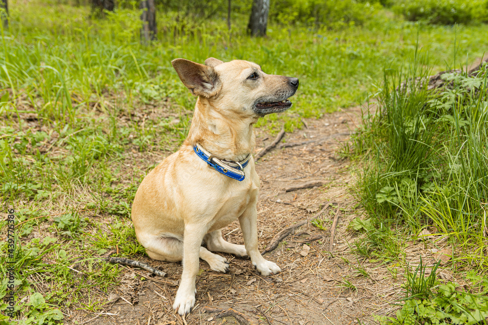 Small light brown dog with big ears on a leash sits on a forest path