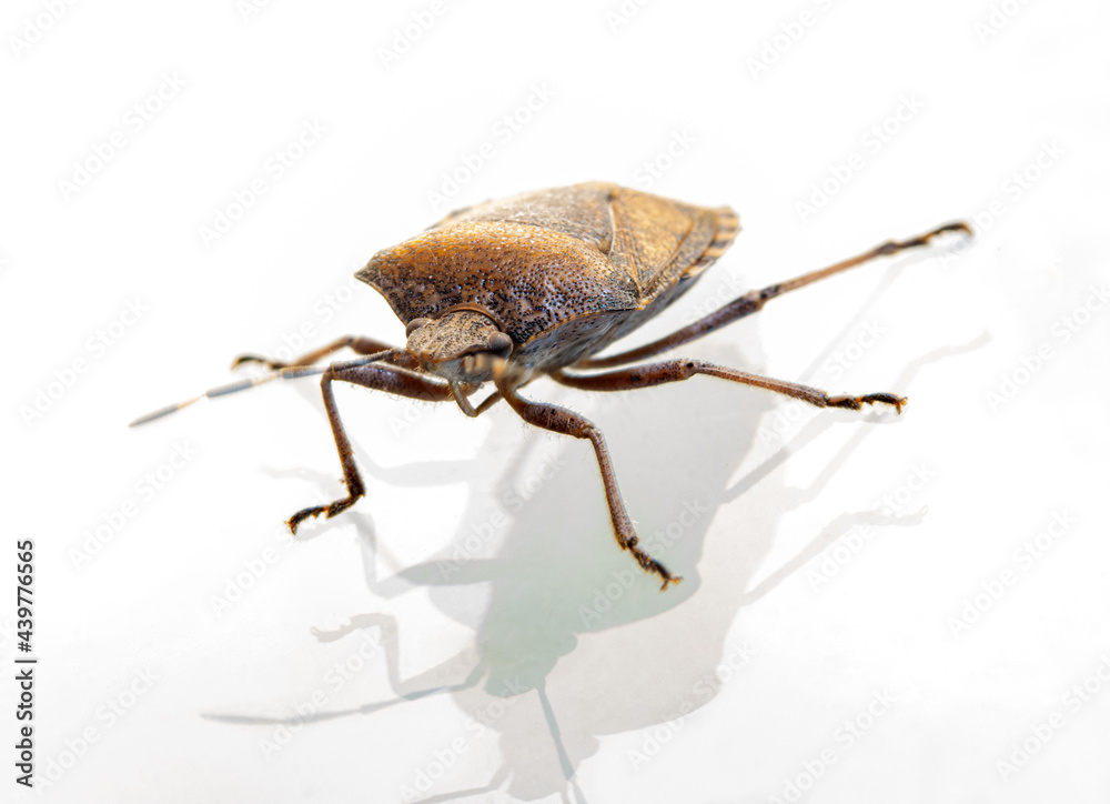 The haphigaster nebulosa, common name mottled shieldbug on white background The haphigaster nebulosa, common name mottled shieldbug on white background
