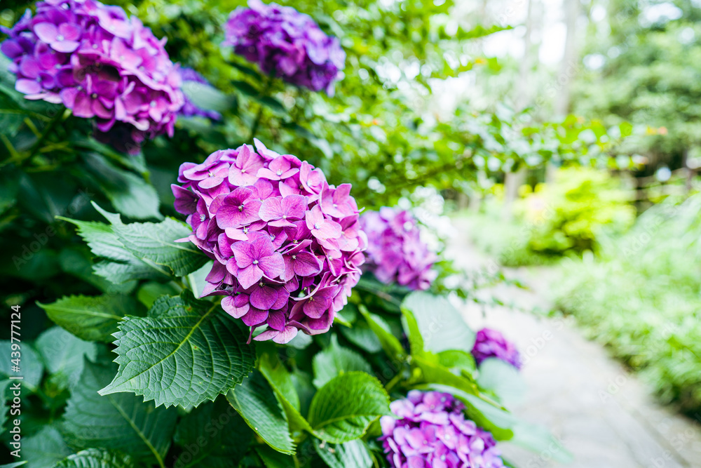 紫陽花 紫陽花
