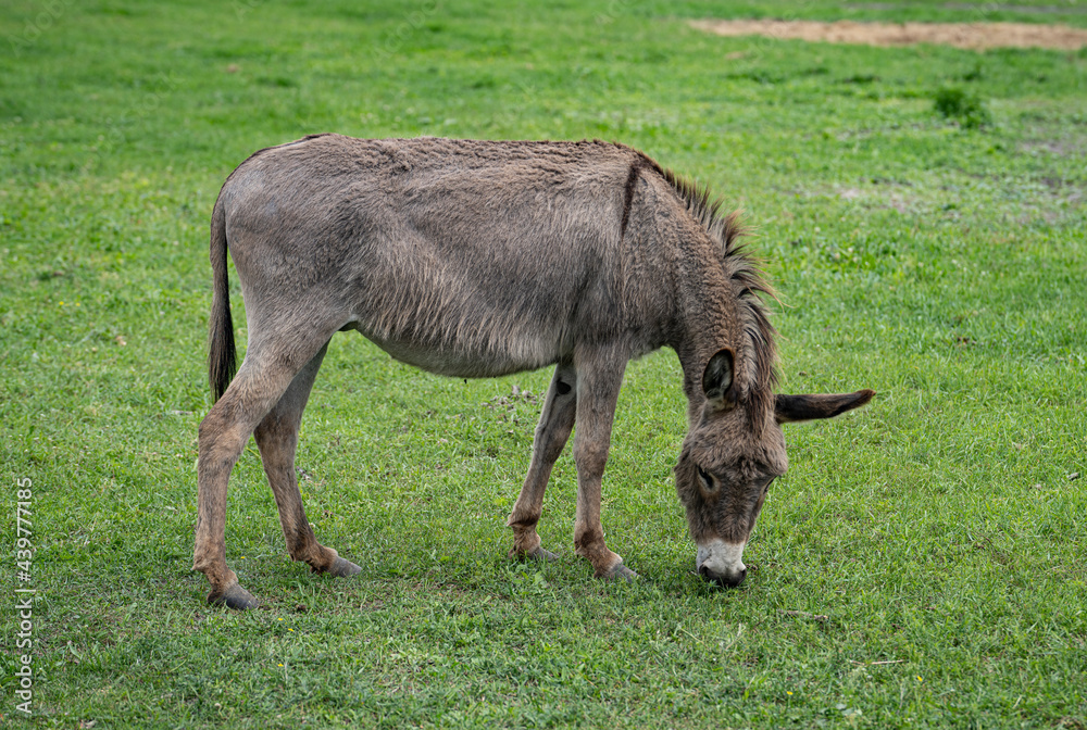 A gray donkey grazes on a green meadow in a large aviary A gray donkey grazes on a green meadow in a large aviary