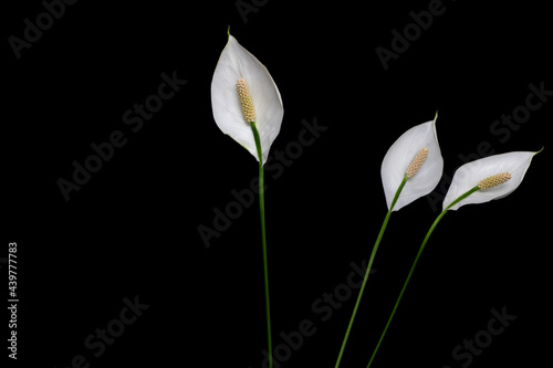 Three peace lily flowers with long stems isolated on black background. Dark still life with peace lilies with empty space for text. Minimalist composition