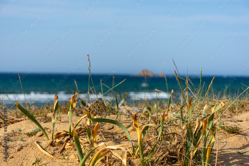 Close up of grass on the dune and the sea in the background.