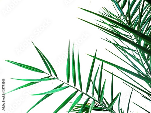 Fototapeta Naklejka Na Ścianę i Meble -  Green leaves of palm tree isolated on white background with place for text. Minimal Summer concept. Mock up. Banner