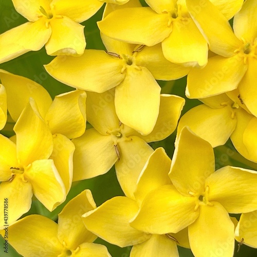 Yellow small flowers  background pattern bloom