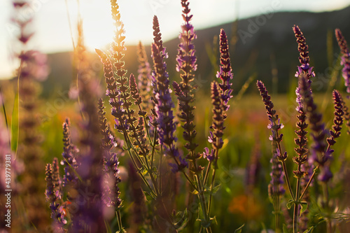 Salvia medicinal sage close-up. Beautiful floral background in the golden rays of the sunset. The concept of collecting wild medicinal plants. The concept of summer. Blurred background of wild flowers