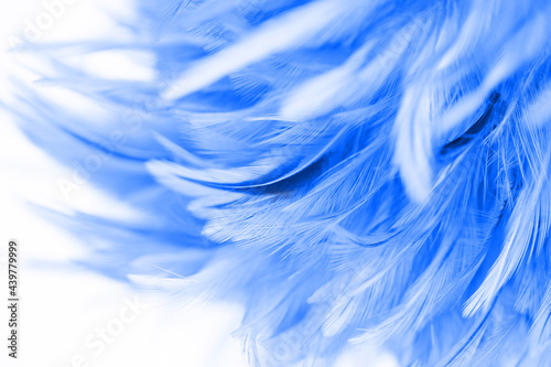 Fluffy of chicken feathers in soft and blur style for the background