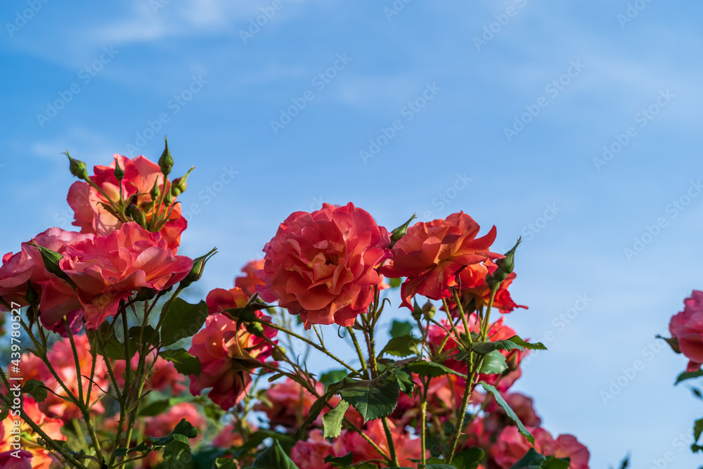 orange roses on blue sky background