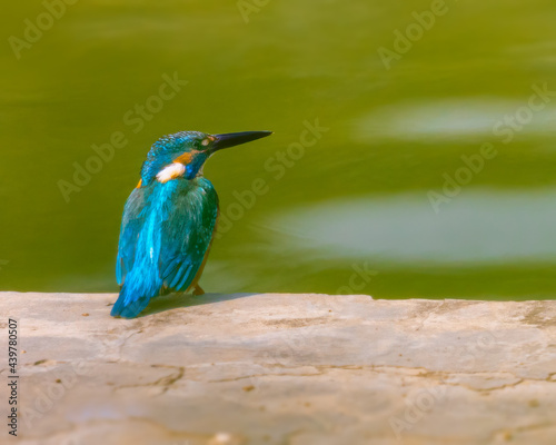 Common Kingfisher in search of food on a lake