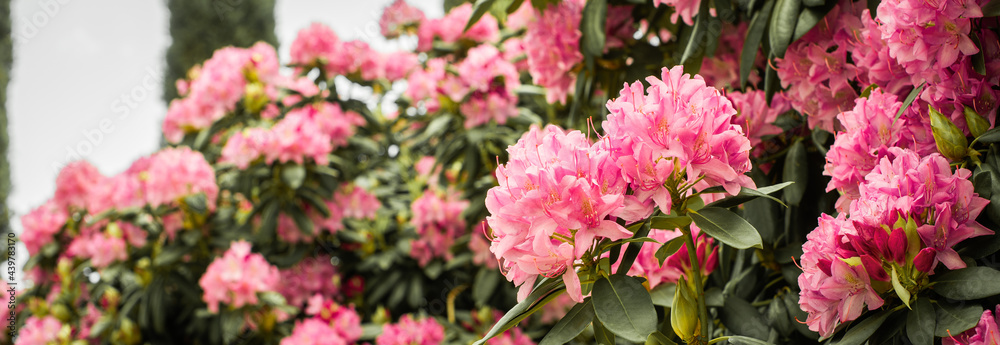 banner. Beautiful blooming pink Azalea - flowering shrubs in the genus Rhododendron. Pink, summer flower background