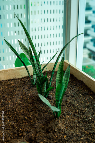 Sansevieria trifasciata or Snake plant in a wooden planter in a balcony. photo