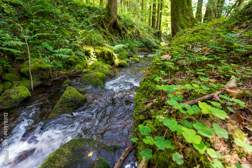 Camping im Schwarzwald photo