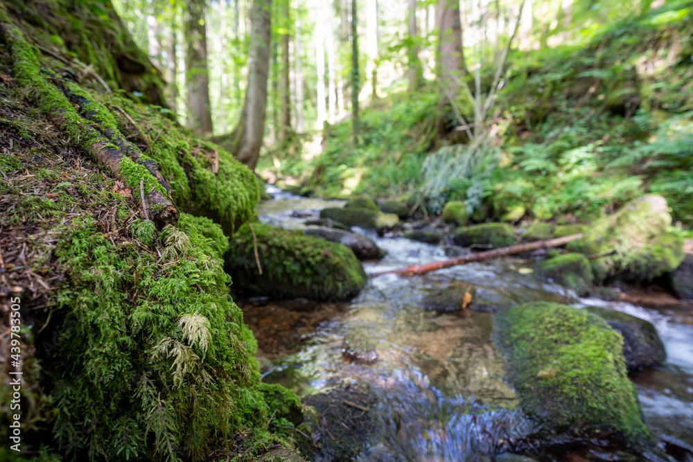 Camping im Schwarzwald