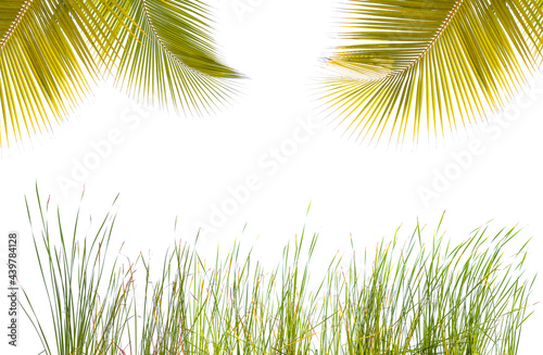 Cadre v  g  tal  herbes et palmes  fond blanc 