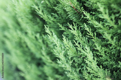 Thuja hedge and choice of desired variety