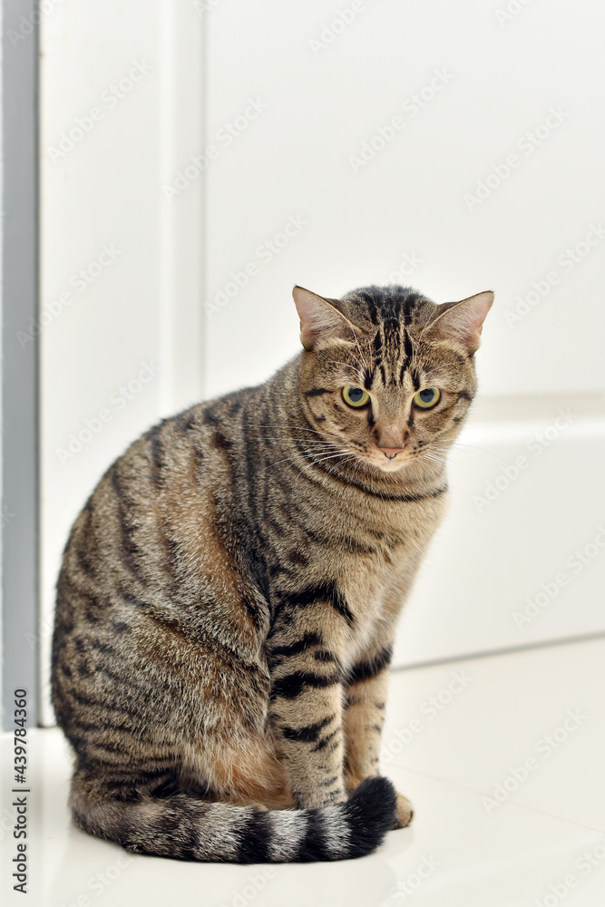 Curious pose cat with white scene, Mackerel tabby cat.
