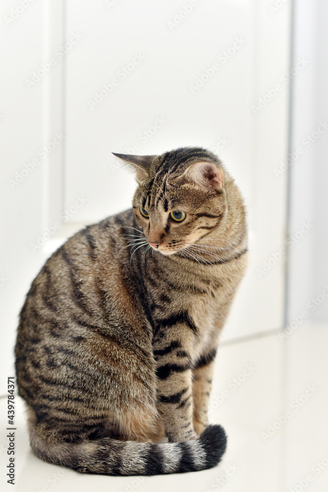 Curious pose cat with white scene, Mackerel tabby cat.