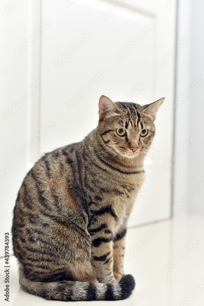 Curious pose cat with white scene, Mackerel tabby cat.