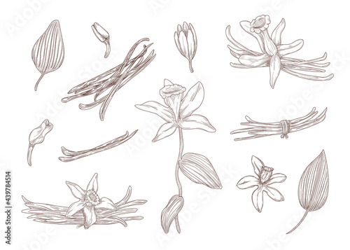 Set of engraving monochrome drawings of vanilla. Flat vector botanical illustration. Bundle of vintage blossoming flowers and etching leaves isolated in white background. Plant, nature, food concept