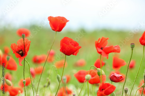 Beautiful poppy flowers in field © Pixel-Shot