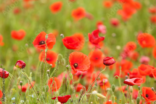 Beautiful poppy flowers in field