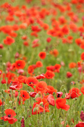 Beautiful poppy flowers in field