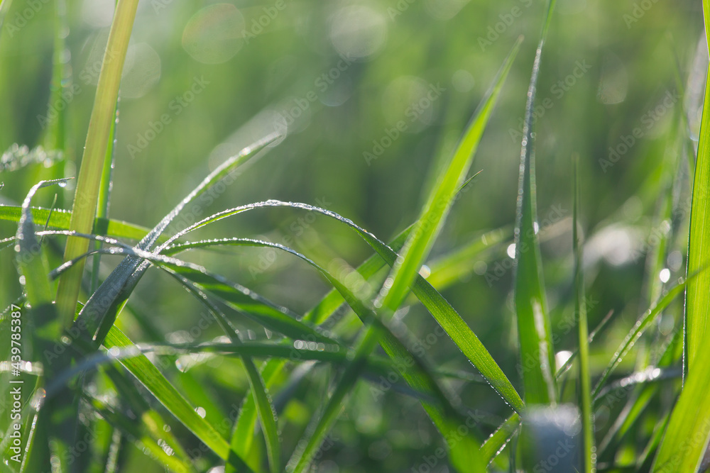 different herbs in the meadow in summer different herbs in the meadow in summer