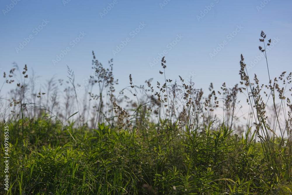 different herbs in the meadow in summer different herbs in the meadow in summer