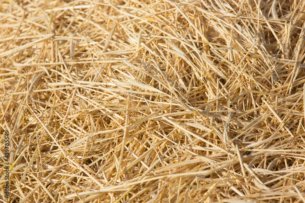 summer straw texture on the field summer straw texture on the field