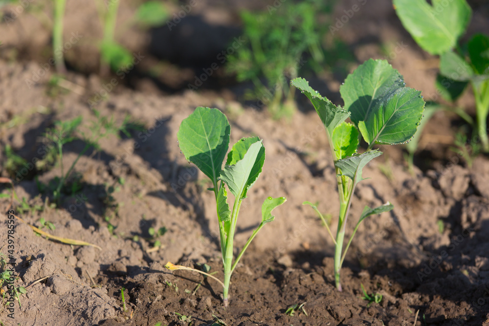 young cabbage in the beds in the garden young cabbage in the beds in the garden