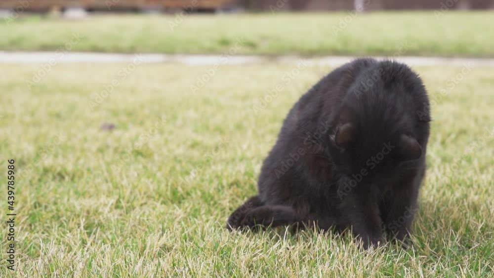 Beautiful plump black cat licks its lips on the grass in the street close-up Beautiful plump black cat licks its lips on the grass in the street close-up