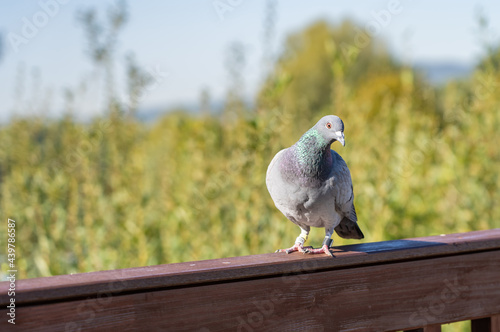.A ringed carrier pigeon takes a break on its flight into the domestic dovecote