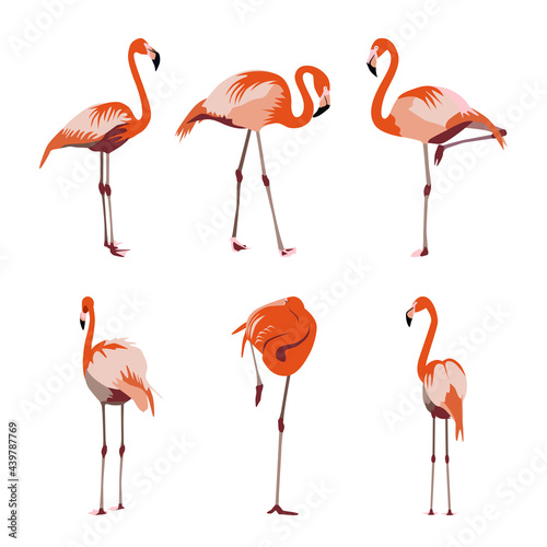 Orange red-yellow and pink flamingo set. Exotic tropical bird in different poses for decorative textile fabric design and patterns. Flamingocollection Isolated on white