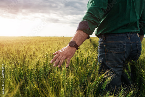 Close up of farmer hand in wheat field.