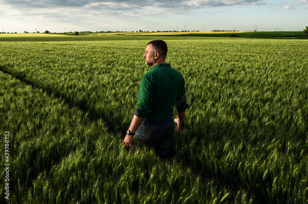 Farmer standing in wheat field examining crop. Farmer standing in wheat field examining crop.
