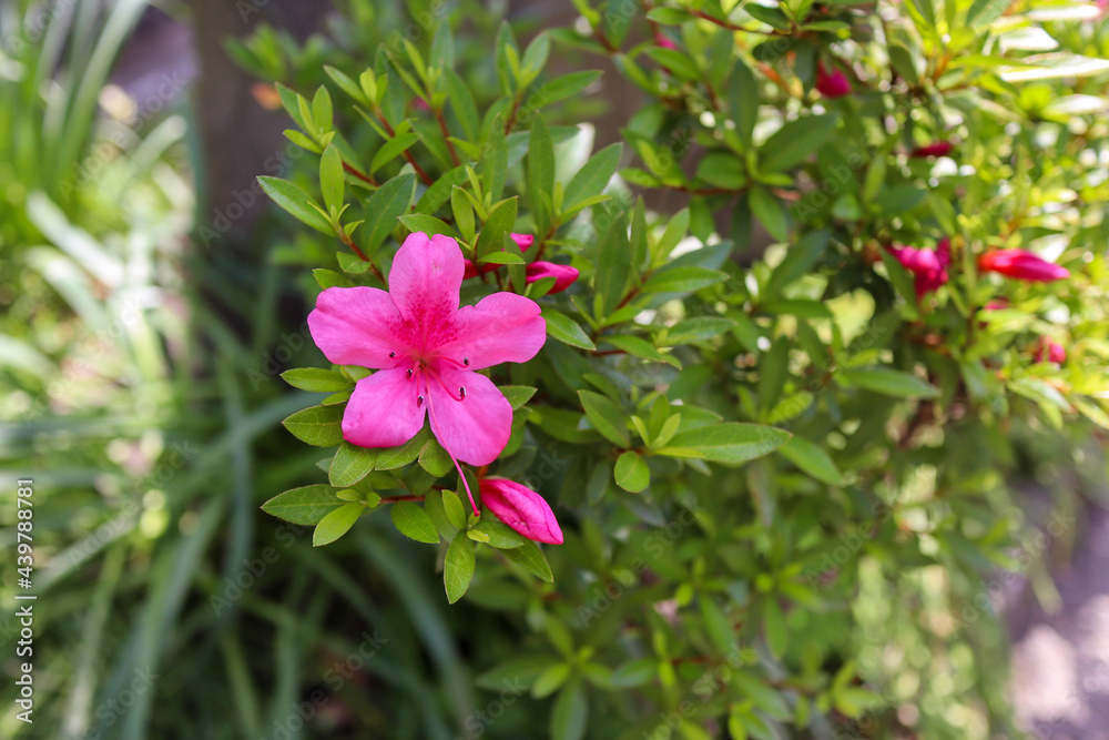 pink azalea in the garden pink azalea in the garden