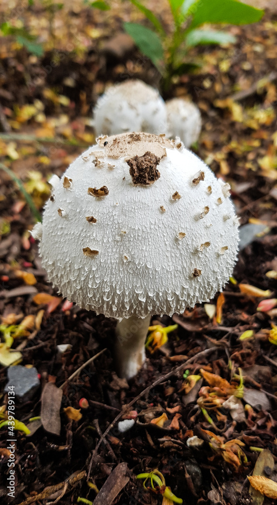 White mushrooms White mushrooms