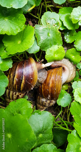 Breeding of snails photo