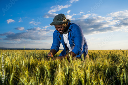 Farmer is standing in his growing wheat field. He is examining crops after successful sowing.