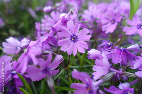 Purple flowers summer garden photo. Violet flower blossom.