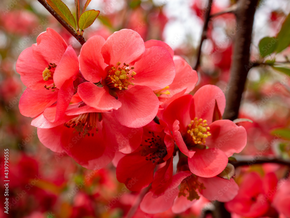 close up blossom tree branches close up blossom tree branches