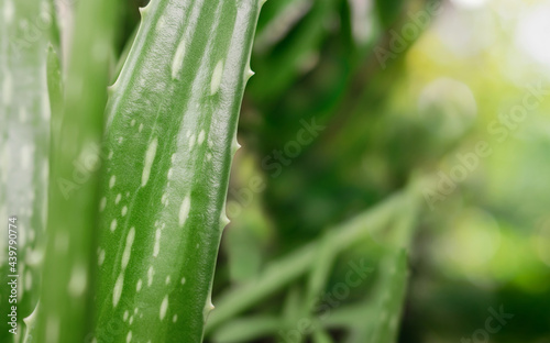 Aloe vera is one of the most useful plants in the treatment of diseases, food products, beverages and herbs. Concept aloe vera green leaves background